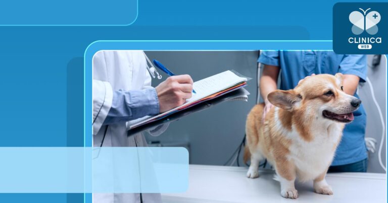 yak-veterynarnii-klinitsi-ne-vtrachaty-vaktsynatsii